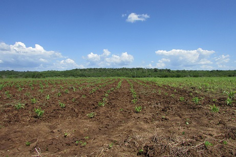 Agricultores beneficiados com aração de terras pela Prefeitura