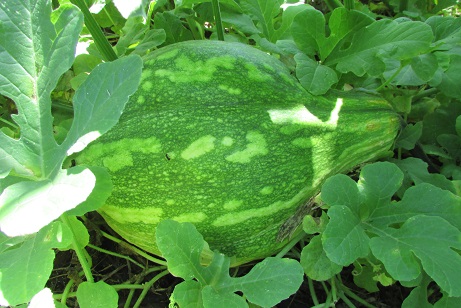 Verão frutífero em São João da Serra